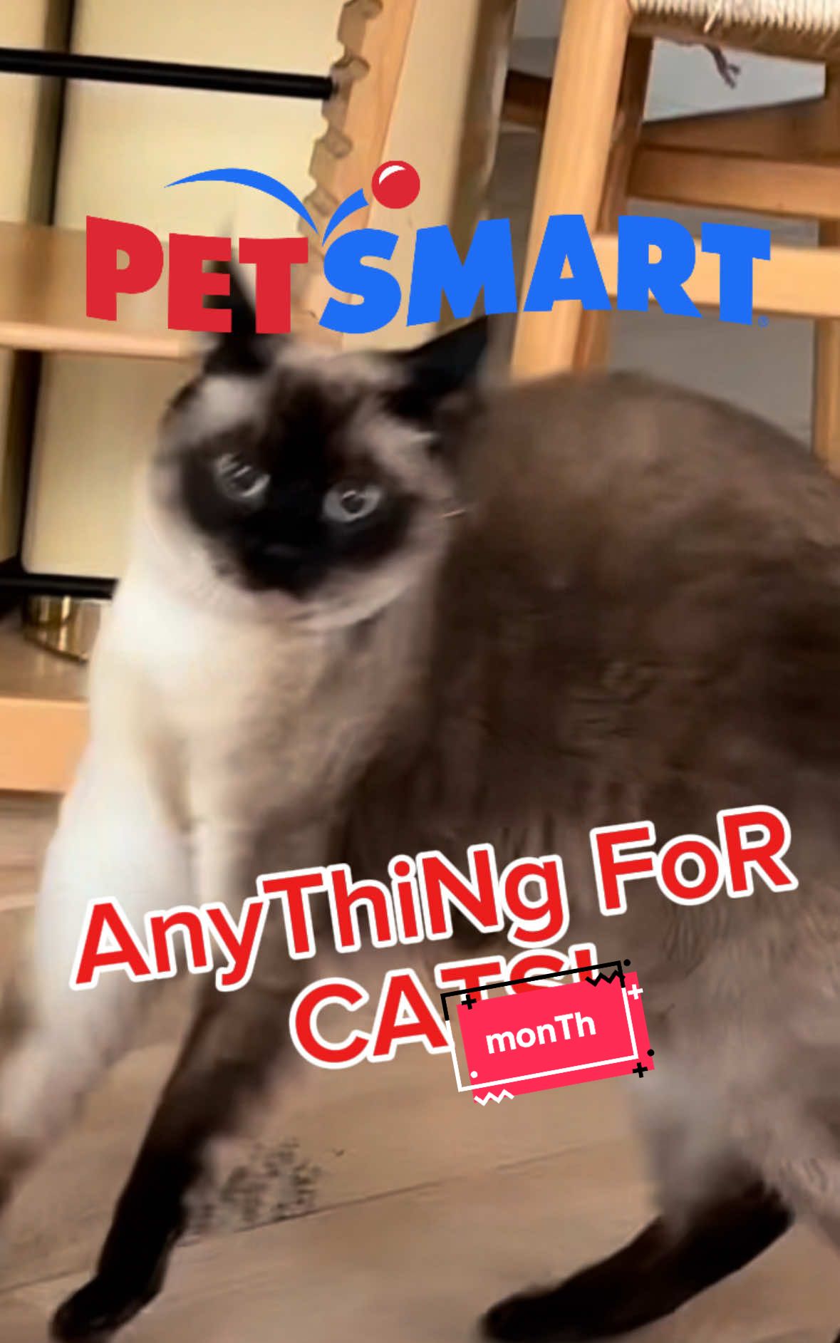 A post by @mervthecat on TikTok caption: #petsmartpartner WEN IT'S @PetSmart's Anything For Cats Month and you're a #petsmartpartner and a proud treats reward member, U WON'T BELIEVE WHO COMES OVER! COMMENT YOUR FAV 💕 I'M CRYING 🤣❤️ AND WAIT till THE END. 