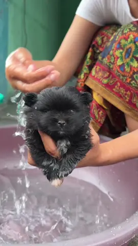 A post by @givina18 on TikTok caption: मेरो घरमा नया परिवारको आगमन😍#SpreadLove #dog lover #fypシ 