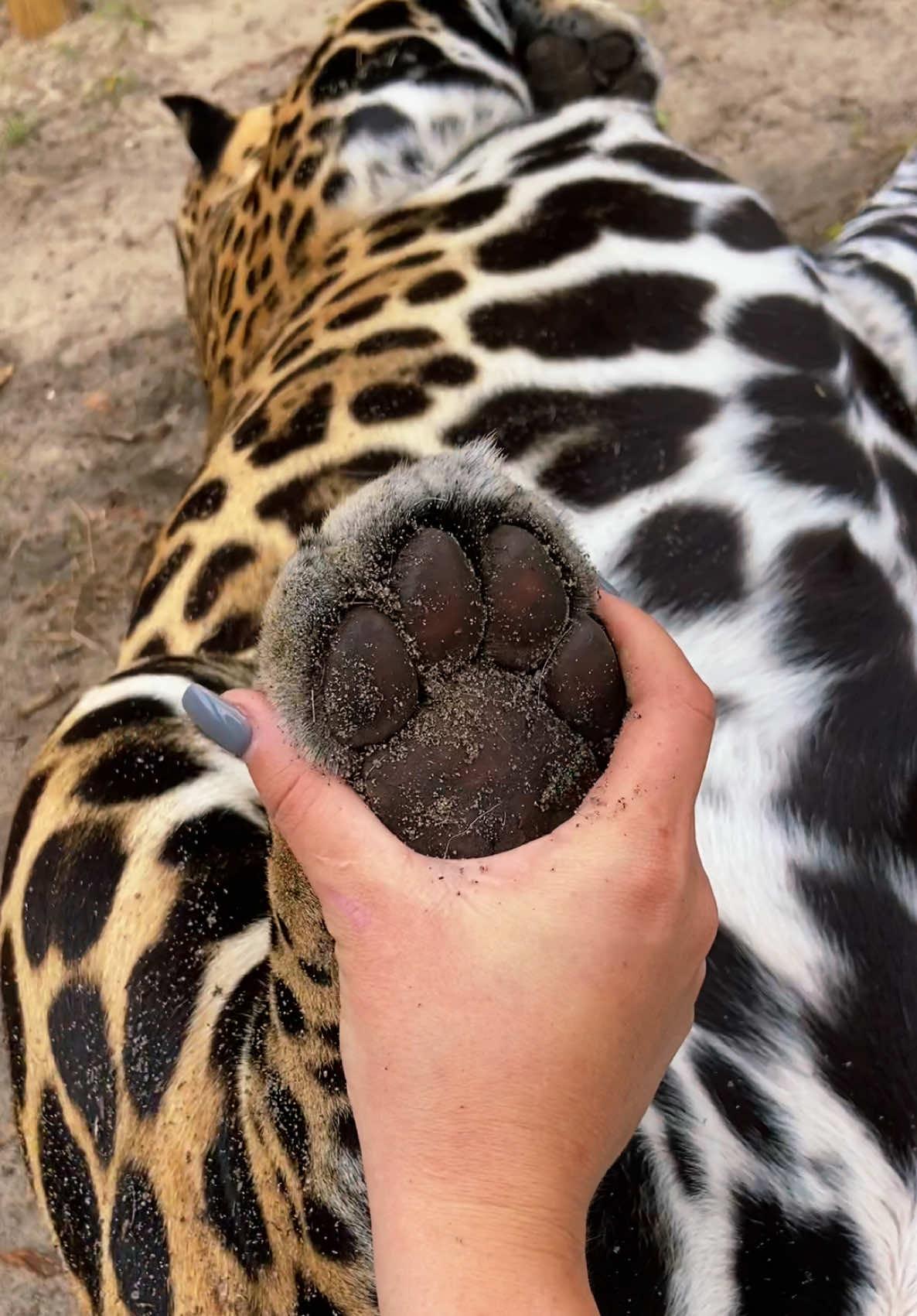 A post by @safarisammie on TikTok caption: Belly & beans 