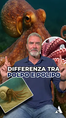 A post by @scuolanauticadelta on TikTok caption: Sai la differenza tra polpo e polipo?! ⛵️Scuola nautica Delta 📞0583 947059 📍Via Provinciale di Sottomonte, 15, Guamo 📧 info@scuolanauticadelta.it ⏰ LUN-VEN 9:00-13:00/15-19:00 ⏰SAB 10:00-12:00 🎬@afinet.it #patentenauticaonline #nautica #esamepatente #summer #sail #boat #scuolanautica #vitainmare #consiglinautici #curiosità #amoreperilmare #navigazione #patentenauticaentro12miglia #patentenautica 
