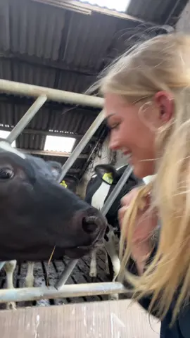 A post by @marijnkuipers on TikTok caption: Nonchalante donderdag op de boederie🐮