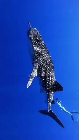A post by @mermaid.kayleigh on TikTok caption: Make sure to make time to be in awe. ✨ Sometimes people will comment on my posts to leave nature alone. “Don’t go into their home.” But what these people have forgotten is that we are a part of nature & not separate. The earth is all of our home. Being in nature can actually help make us better stewards for this planet & better humans overall. Nature has some of the most amazing benefits for physical & mental health including reducing stress, boosting immunity, encouraging mindfulness & empathy, inspiring conservation & more. Be sure to be respectful around nature & wildlife & if you can leave it better than you found it by picking up trash. 💙🙏🏼🌏 Video taken by @Elizabeth Morri Sides @KaimanaOceanSafari  #whaleshark #nature #ocean #hawaii #sharkdive #sharkdiving #swimwithsharks #freediving 