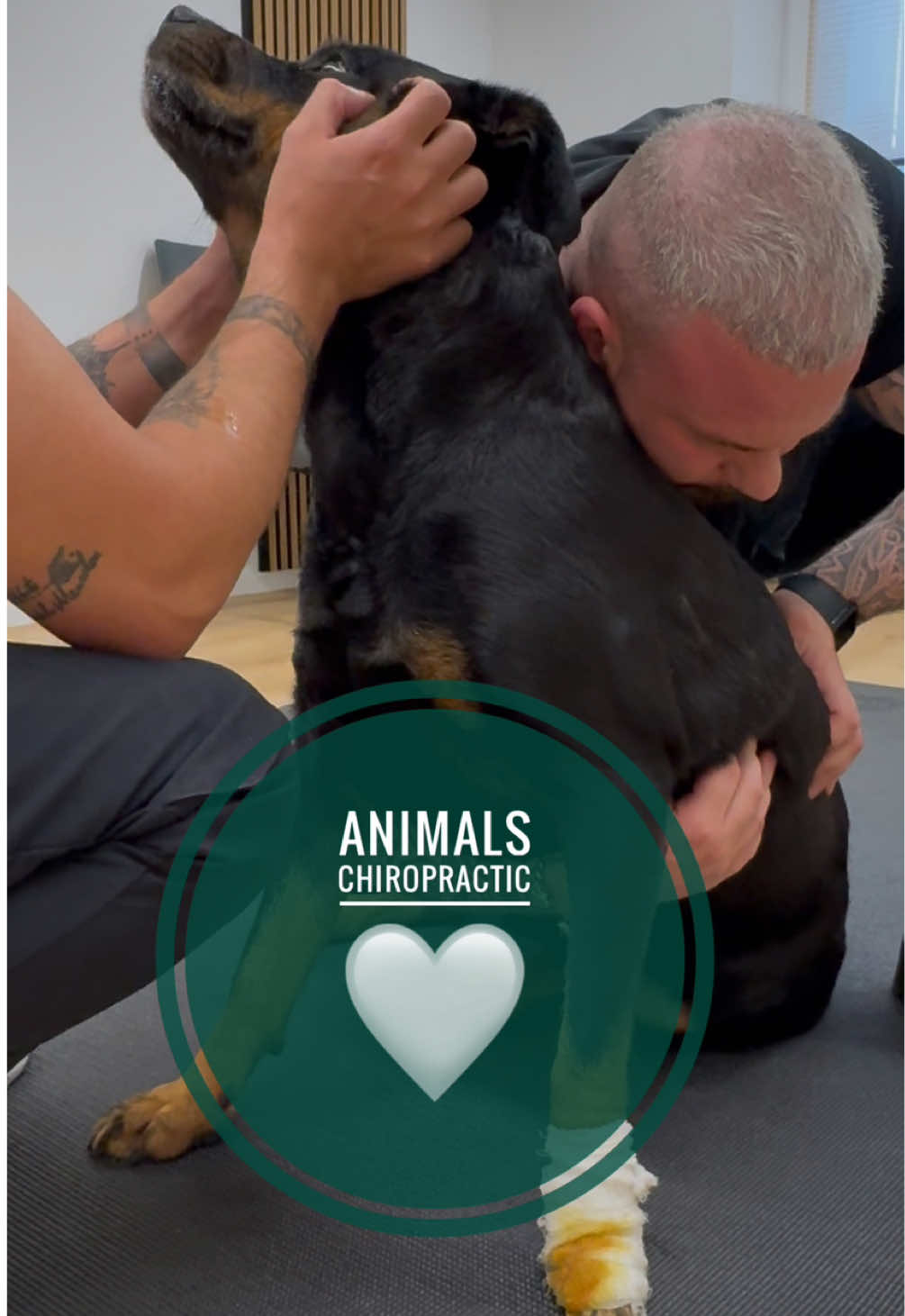A post by @boneshandsanimals on TikTok caption: Dog with back pain 🥹🥹🥹 • • • #foryou #asmr #animal #chiropractortiktok #türkiye #hundeauftiktok #hund #tiere #Love #animals #bochum #chiropractic #helfen 
