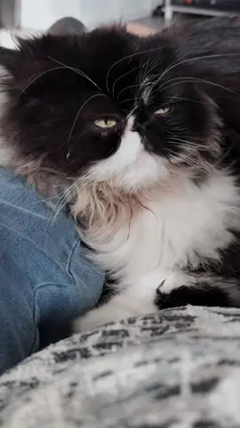 A post by @liseth_leyva on TikTok caption: #fyp #parati #explorepage #flatfacecat #grumpycat #cat #gato #funny #Viral #viralvideo #sylvesterthecat #persiancat 