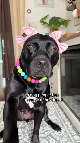 A post by @ on TikTok caption: I’m definitely not scared 🫣 🎀 double bows @Wildly Cute Bows  🩷 beaded collars @Hypnotic Dog 