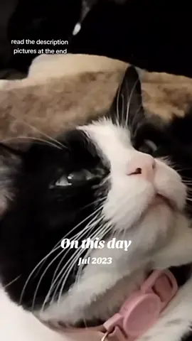 A post by @mollythepandacatofficial on TikTok caption: #onthisday