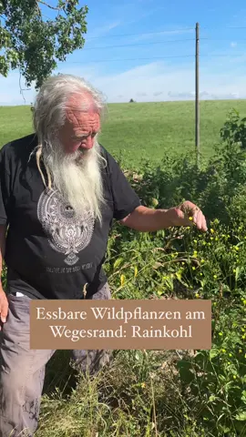A post by @wolfdieterstorl on TikTok caption: Unscheinbar, aber voller Geschmack – der Gemeine Rainkohl wächst oft unbeachtet am Wegesrand, dabei steckt in ihm ein echtes Wildgemüse! Die jungen Blätter erinnern an milden Rucola und passen super in Salate, Pfannen oder aufs Brot. 🌱🐺 #natur #gesund #selbstversoger #viral #germany #garten #gemüse 