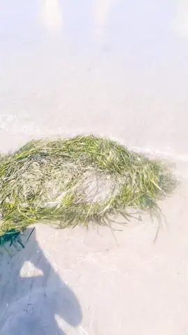 A post by @babu_2k23 on TikTok caption: Rosolina mare#fyp #foryou 