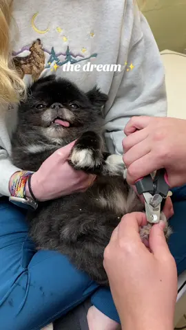 A post by @reprah_hannah on TikTok caption: Who allowed this baby to exist? #dog #nailtrim #vetmed #cute #olddog 