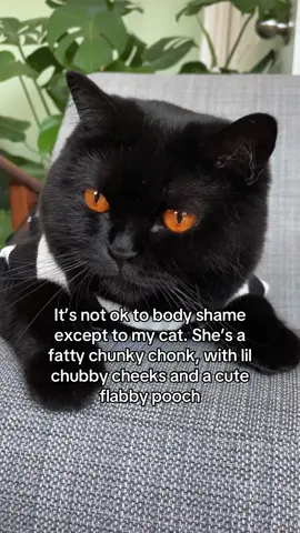 A post by @clementinemeows on TikTok caption: The ONLY time i’ll do this is with my cats 🫣 thank goodness for the language barrier Inspo: reddit user called savvynaomi  #cats #void #chubbycat 