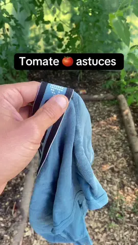 A post by @alex777terieur on TikTok caption: #jardinage #astuce #permaculture #tomato 