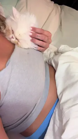 A post by @ragstorichesanimalrescu on TikTok caption: When you leave for 4 days and your girl misses you:,) #fyp #foryou #foryoupage #rescue #rescuekitten #kitten #kittens #follow #followus #rescuecat #rescuekittenoftiktok #wisp #kittenlove #staystinky 