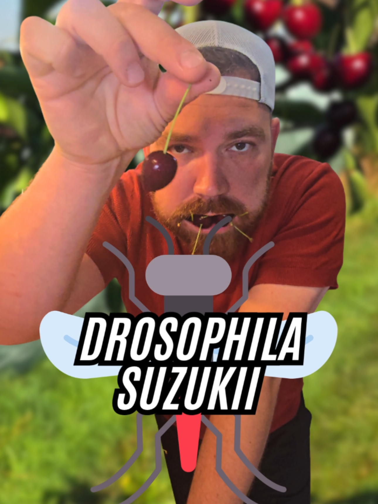 A post by @bonne_pitance on TikTok caption: La Drosophila suzukii ! Troisième épisode avec @Les Fruits & Légumes Frais ! (Les deux derniers sont sur Instagram) Collaboration commerciale rémunérée. N’hésite pas à aller voir les autres épisodes ! Aujourd’hui, on part à la rencontre de Mickaël, près de Saint-Étienne !  La Drosophila suzukii, c’est ce petit moucheron bien connu de nos arboriculteurs.  Les femelles viennent pondre leurs œufs dans des fruits sains, contrairement à d'autres insectes qui pondent dans des fruits pourris. Il existe plusieurs moyens de lutte, mais une technique est actuellement à l’étude (déjà testée sur le moustique tigre et le frelon asiatique) : "la technique de l'insecte stérile".  Cela permet de diminuer la croissance de la population sans insecticides, et surtout sans tuer le moindre insecte ! Les œufs, n’étant pas fécondés, ne donnent pas de larves, et la population diminue naturellement. C’est encore expérimental pour la Drosophila suzukii, mais les agriculteurs fondent beaucoup d’espoir sur cette technique, qui pourrait être un véritable soulagement pour la filière ! Un grand merci à Mickaël pour son accueil… et pour m’avoir laissé dévorer un tiers de ses parcelles !   J’espère que tu as appris quelque chose ! À + ! (Images d'illustrations sur la technique de l'insecte stérile, source : CTIFL)