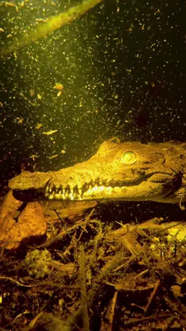 A post by @fishingarrett on TikTok caption: Saving the Everglades! #wildlife#foryou#fyp#snake#swamp#adventure#conservation#professional#nature#yoink#endangered#environment#florida#alligator#crocodile#baldeagle#fox#cute#invasive#fyp#foryou#foryoupage#night#earth 
