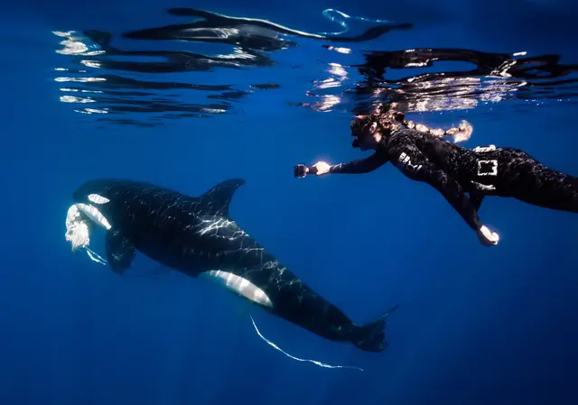 A post by @mermaid.kayleigh on TikTok caption: Just when I’d thought I had some amazing orca encounters, the ocean threw this day at us! The ocean is truly full of surprises. This day started off by coming across an entangled humpback whale & waiting with it for hours until help arrived to ultimately free it from its net entanglement. Despite it being extremely hot & missing out on any swimming or wildlife searching, there wasn’t a thought in anyone’s mind to leave the entangled whale until help arrived. Once help arrived maybe 4 hours later, we decided to end the day with a snorkel with sea lions so that we were able to get in the water that day. I was actually sick so I stayed on the boat which ended up being the best turn of events. While everyone was snorkeling I noticed a boat & some fins in the distance. I picked up the binos & to my surprise it appeared to be orcas! I didn’t want to assume & be let down so I needed to get quick confirmation from @fernietow. We were all screaming with excitement once we realized it was in fact orca! It was the most immediate ocean karma I’d ever experienced. This area of Mexico needs some management & regulation for the orca here. I saw some horrific harassment while there but on this day we were so blessed to have some orca to ourselves with other well behaved boats interacting with their own orca nearby. Seeing them feast on the turtles was just mind blowing and my brain was without noise the entire time. I was so present I didn’t even have a single thought in my head! It was just empty & in awe. Like a meditative state. I think observing them like this can be so beautiful & respectful if done right. I’m still processing this interaction a month later but I can’t wait to dig through the videos again to show you all what it was like! Until then, enjoy some of these beautiful photos by @camgrantphoto on our @kaimana.expeditions with @latitude.encounters ✨ #orca #turtles #ocean #killerwhales #orcas #oceansafari #whalewatch #mexico 