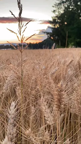 A post by @laila_afrin3 on TikTok caption: #تصويري #📸 #schweiz🇨🇭 #zürich🇨🇭 #rojava_rojhlat_bakor_başor❤💛💚 #عفرين_قامشلي_كوباني_درباسيه_ديرك_عاموا #kurdistan❤️ #fypシ゚ #🌾🌾 