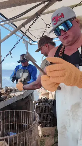 A post by @stalekracker on TikTok caption: Come along as we hop straight on the boat and take you through the full journey of harvesting beautiful Louisiana oysters — from the water to the table, ending with some mouthwatering charbroiled goodness. #LouisianaOysters #WaterToTable #CharbroiledOysters #CajunSeafood #GulfCoastEats #SeaToPlate #OysterSeason #CoastalCooking