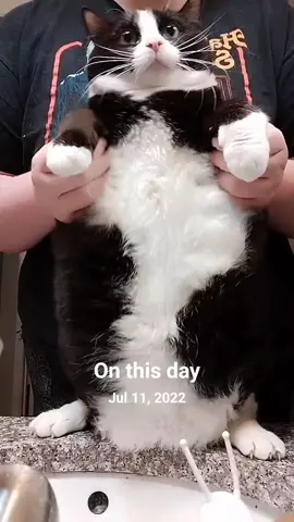 A post by @mollythepandacatofficial on TikTok caption: #onthisday