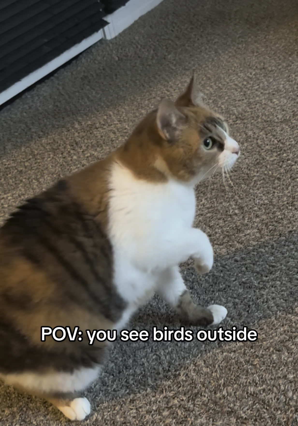 A post by @lifewithada on TikTok caption: I need to get her one of those bird watching window feeders #wobblycat #cerebellarhypoplasia #chcat #calicocat #calico #catsoftiktok #cutecat #cat #foryoupage #fyp 