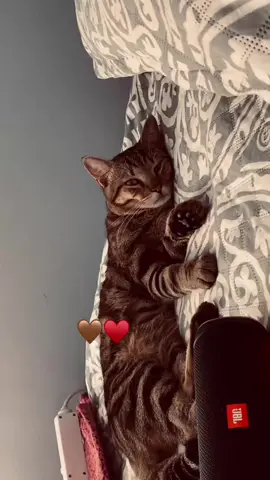 A post by @nata_kotoveanu19 on TikTok
