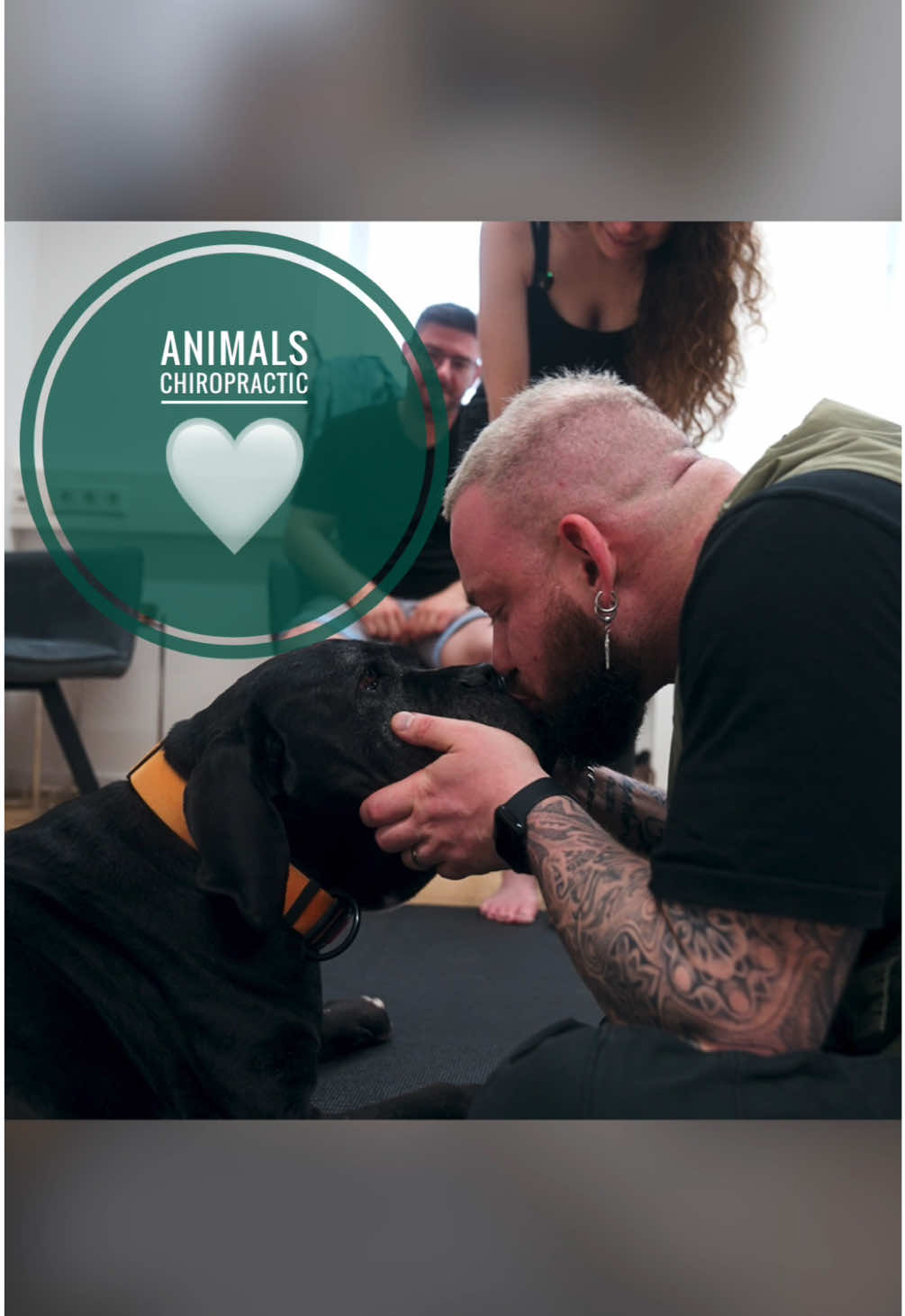A post by @boneshandsanimals on TikTok caption: Dog with back pain 🥹🥹🥹 • • • #foryou #asmr #animal #chiropractortiktok #türkiye #hundeauftiktok #hund #tiere #Love #animals #bochum #chiropractic 