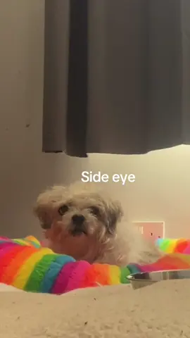 A post by @ on TikTok caption: The Lexi chronicles #kidneydisease #fyp #dogsoftiktok #syringefeeding #doggos #cushingsdisease 