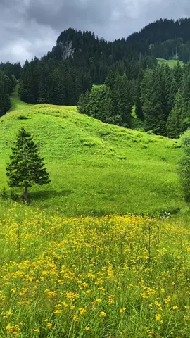 A post by @laila_afrin3 on TikTok caption: #تصويري #📸 #zürich🇨🇭 #rojava_rojhlat_bakor_başor❤💛💚 #عفرين_قامشلي_كوباني_درباسيه_ديرك_عاموا #kurdistan❤️ #fypシ゚ 