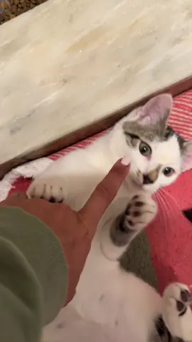 A post by @ragstorichesanimalrescu on TikTok caption: When you’re having one of the worst days possible and someone leaves a kitten next door. Welcome sweet little Jay ❤️ #fyp #foryou #foryoupage #rescue #rescuekitten #kitten #kittens #follow #followus #rescuecat #rescuekittenoftiktok #wisp #kittenlove #staystinky