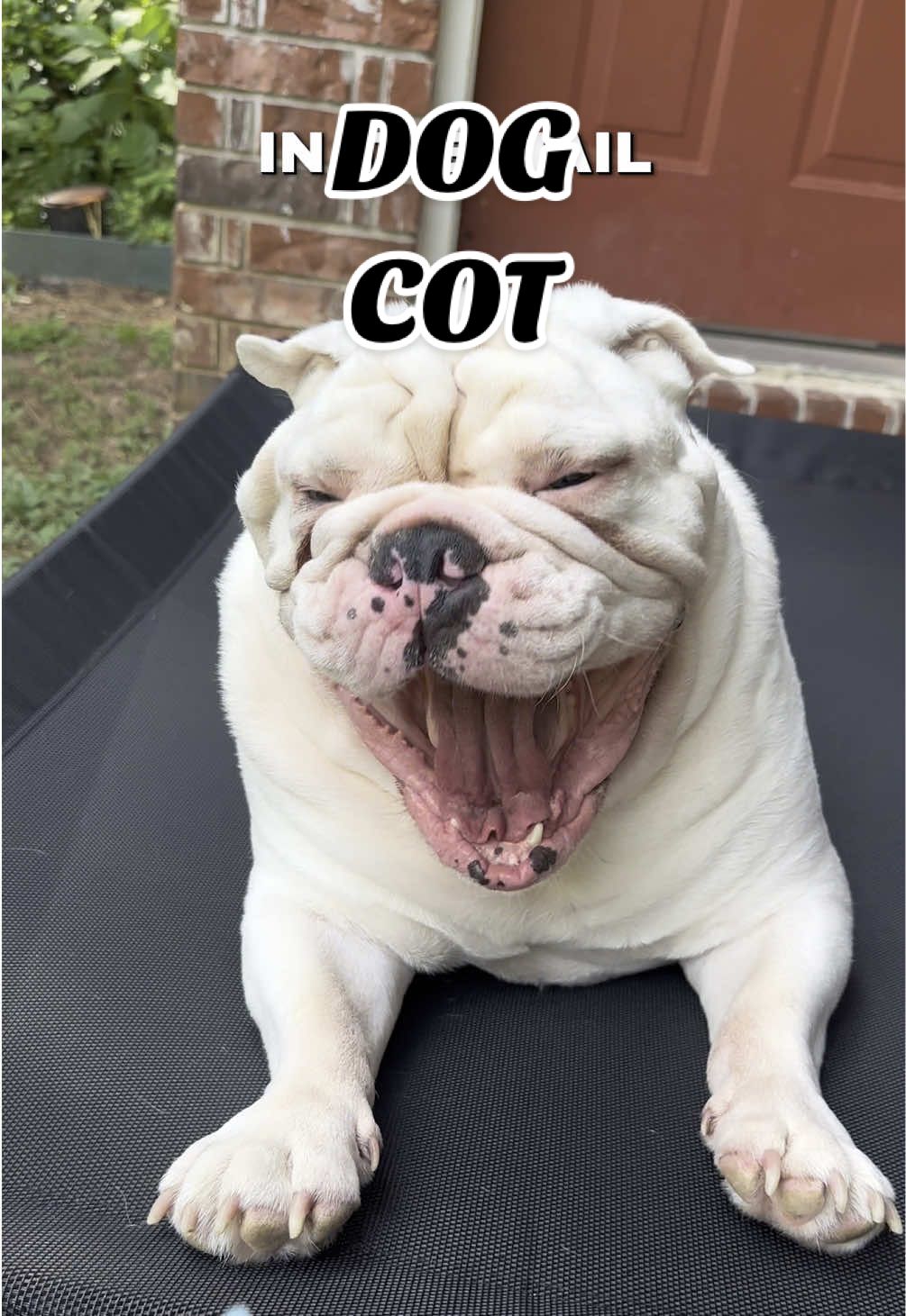 A post by @jupiterthebulldog on TikTok caption: It is 40 pawcent off rn!! 