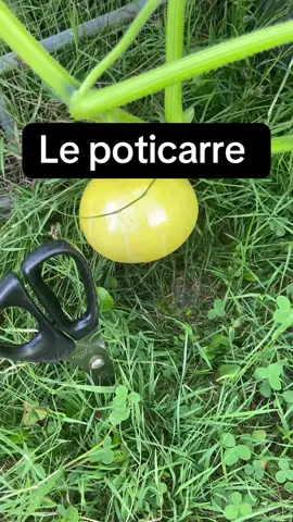 A post by @alex777terieur on TikTok caption: #jardinage #astuce #potager #permaculture 