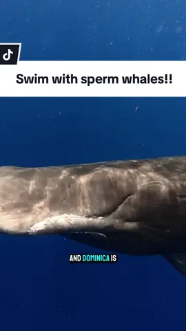 A post by @mermaid.kayleigh on TikTok