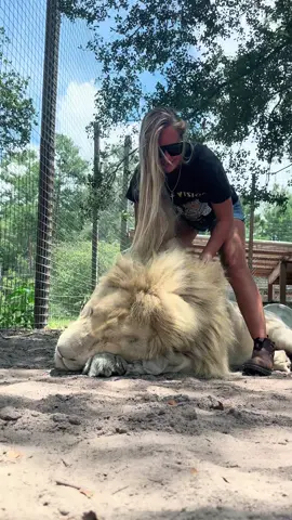 A post by @safarisammie on TikTok caption: Unbothered king 🦁👑 
