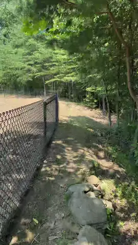 A post by @madeintywon on TikTok caption: at this point i’m done walking him, get somebody else to do it!!! @mauri @soykitstylerrrr 