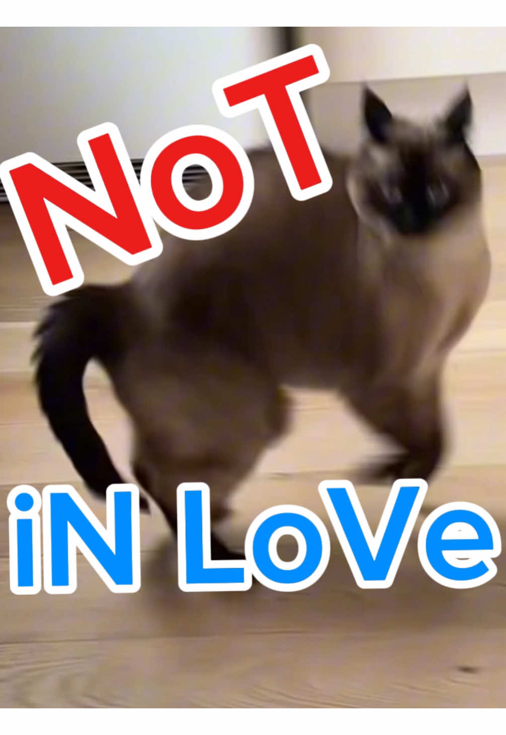 A post by @mervthecat on TikTok caption: SHOW 2 WHOM YUORE R NOT IN LOVE ,? say NOTHING LMOA #bagagwa #catsoftiktok #primeday #pubgmobile #summer