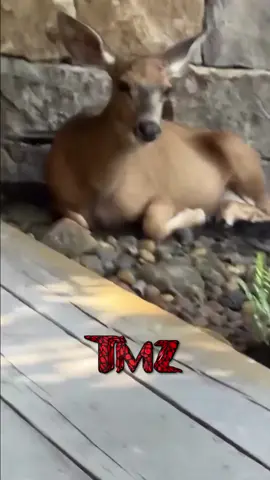 A post by @tmz on TikTok caption: Aaron Paul gets in touch with nature --- the cast of #TMZonTV break it down!