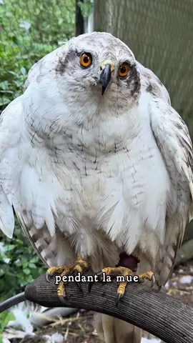 A post by @le.grand.gaulois on TikTok caption: La mue des oiseaux 🪶  #mue #oiseaux #rapaces #fauconnerie #attila 