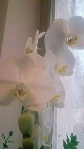 A post by @zendyross on TikTok caption: #naturaledealmapura🌲🌳🌏🌵🌴🌊💧 #vivesintiempo💚❤️🥰🤩 