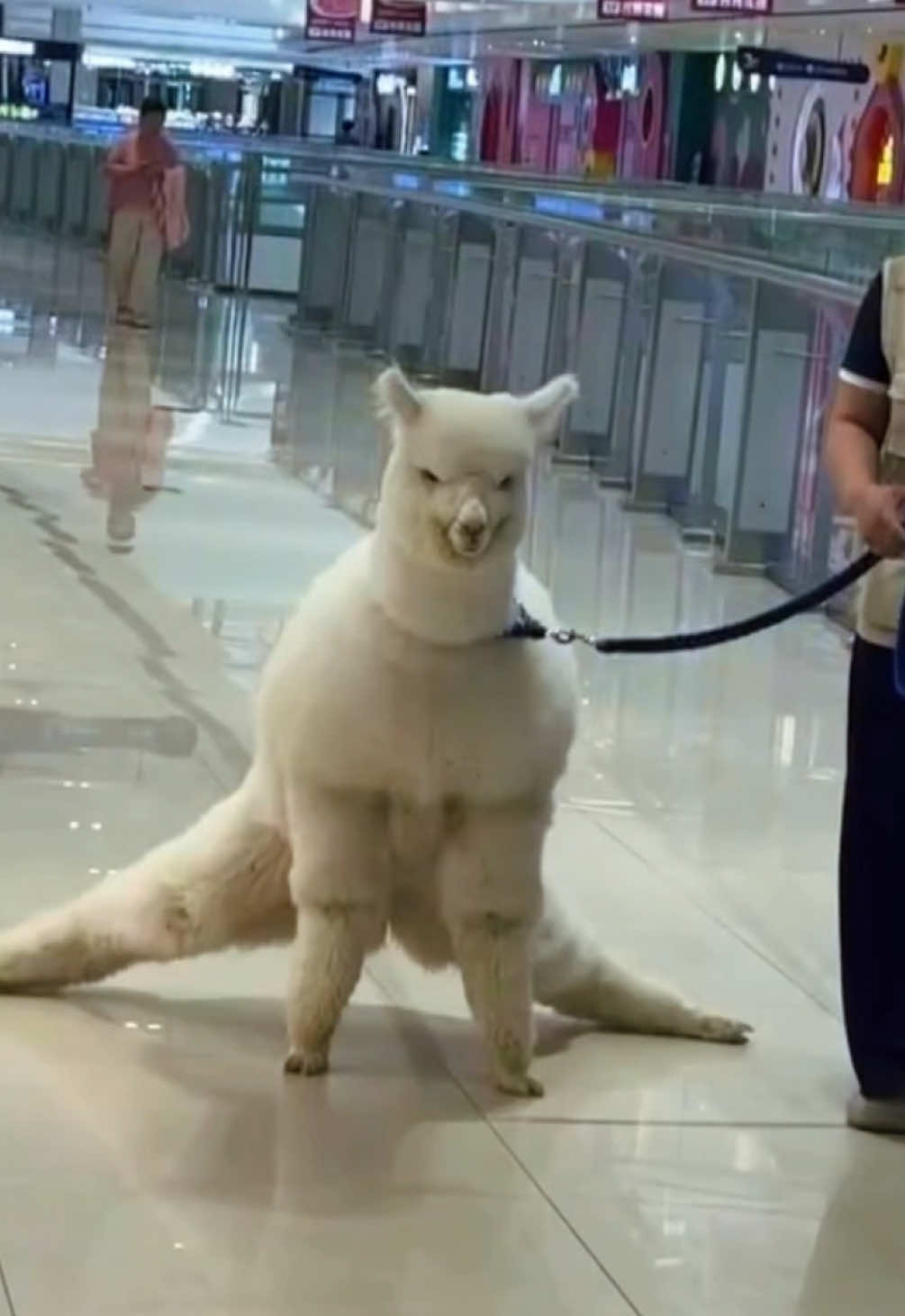 A post by @willsmith on TikTok caption: They got me out here lookin like a Will-paca