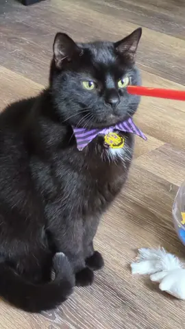 A post by @mollythepandacatofficial on TikTok caption: he would've been 10 on July 10th I just couldn't bring myself to post on his birthday, every day is hard when i had a routine built around him and his preferences and Molly not having someone to cuddle with because he was the only one Molly allowed to sleep and cuddle with her and his brother Binx every day since he died has been calling out for him to play or just trying to find him and being more vocal than before Hocus's passing and Gus being angry at his mom for taking hocus to the vet and not coming back with him and avoiding her for who he thinks is responsible for hocus being gone he passed in April and he's just now letting up everything hasn't felt right for such a small cat he left a massive hole in our hearts, I miss you hocus 😓😺🖤 . #fyp #petloss #petgrief #sinners #lasttimeiseenthesun 
