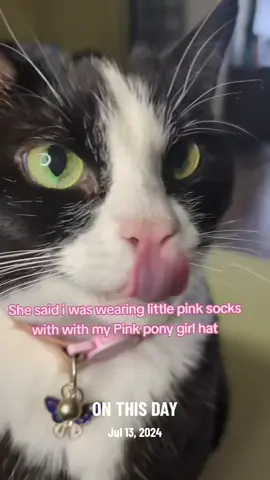 A post by @mollythepandacatofficial on TikTok caption: #onthisday