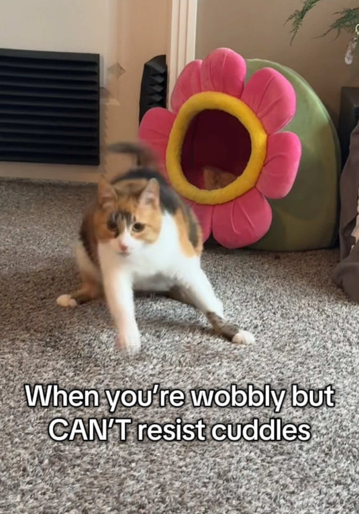 A post by @lifewithada on TikTok caption: Nothing stops her from cuddles  #wobblycat #cerebellarhypoplasia #chcat #calicocat #calicocatsoftiktok #calico #cuddle #cuddles #cute #cat #foryoupage #fyp 