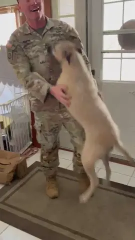 A post by @infantry11 on TikTok caption: Who was most excited to the end of a year long deploiyent?! Wife<dog. #deployment #army #puppy #welcomehome #militarylife 
