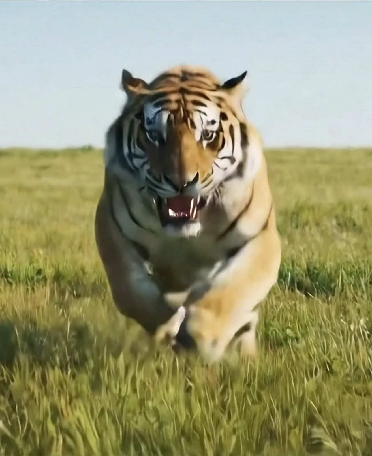 A post by @ku_13js on TikTok caption: #tiger 