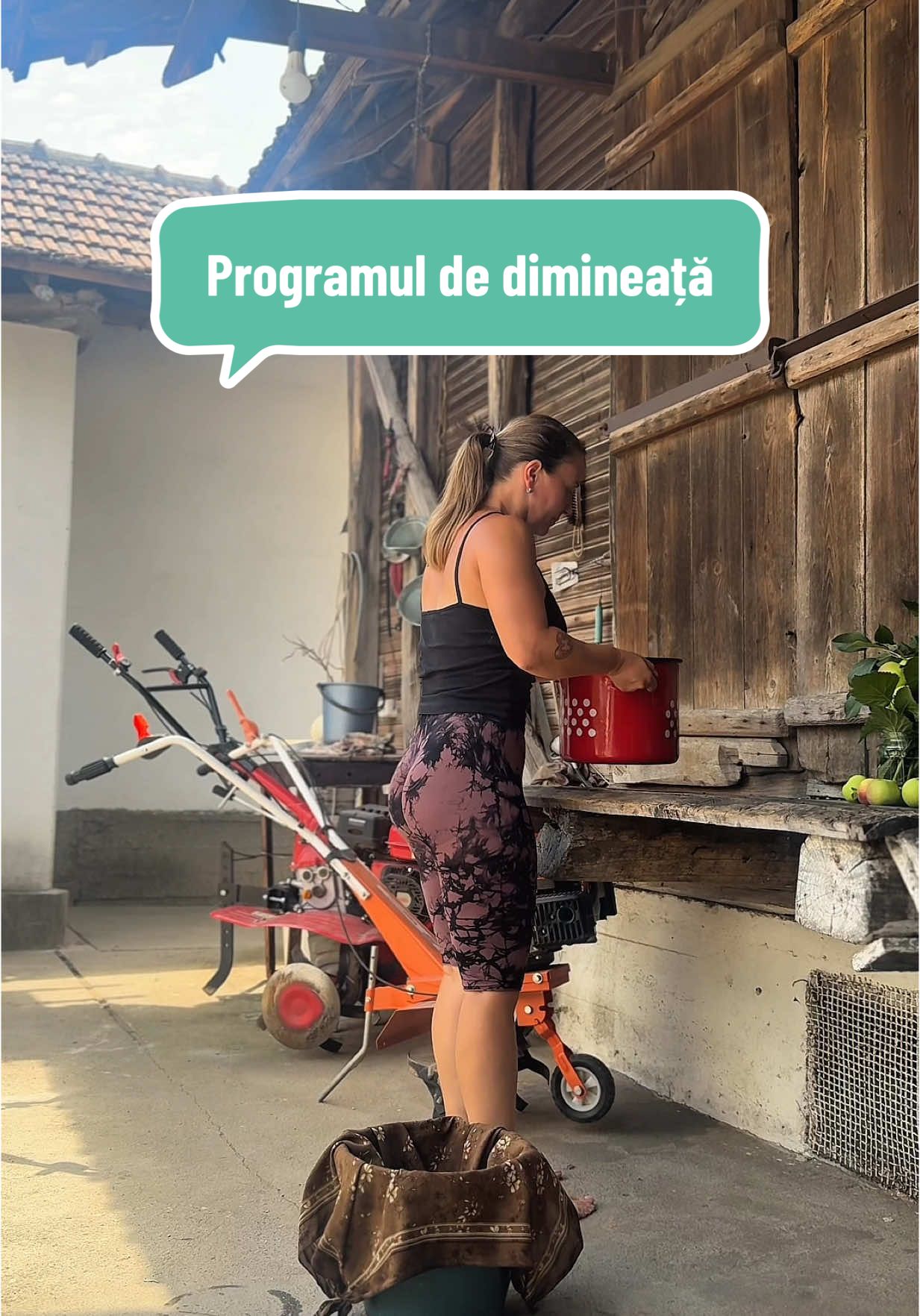 A post by @olteancaludi on TikTok caption: N-am mai postat caprele de cateva zile dar sa știți ca nu s-a schimbat nimic! Curățenie, muls, brânză zilnic. 😂 Viață liniștită și frumoasă. Dimineața la prima oră mă delectez prin grădină, nu sunt în trafic spre scârbiciu. ❤️