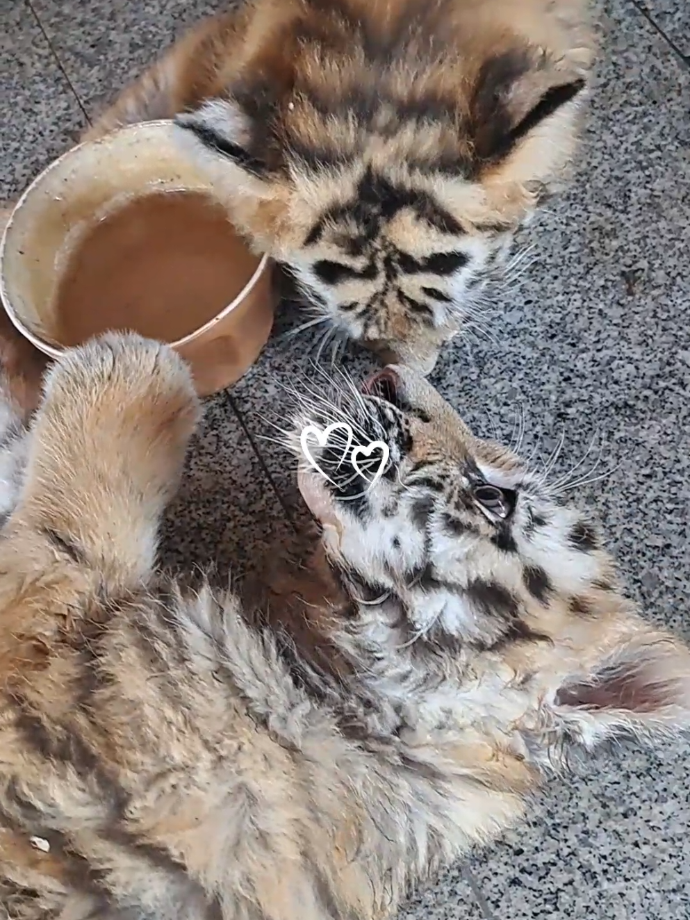 A post by @nikoledaria on TikTok caption: Mă topesc ♡#menajeriadambovita @IWF Menajerie Dâmbovița  #CapCut #pagefoyou #ayayay #leuk #tigraytiktok #🥰🥰🥰🥰🥰🥰🥰🥰🥰🥰🥰🥰🥰🥰 #animalestiktok #reina #dubaitiktoker #viralvideostiktoks #africanparents #♡♡♡ #fouryourepage #♡♡☆☆ #🐆 #🦧 #🐻 