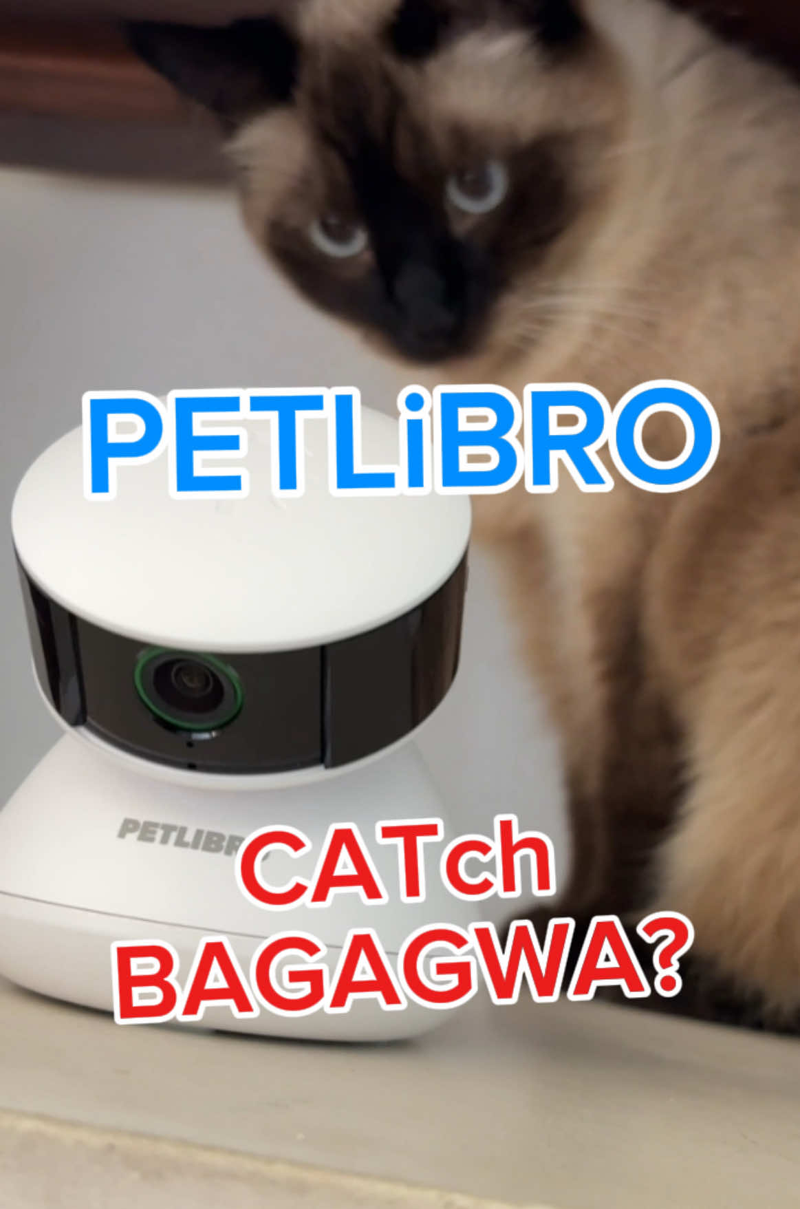 A post by @mervthecat on TikTok caption: ❤️+Comment your predictions! will @Petlibro SCOUT help us find #BAGAGWA and who ate Merv's pad thai?  Let us know. An #ad and a giant mystery. #catsoftiktok #backtoschool #summer #petlibro