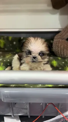 A post by @ragstorichesanimalrescu on TikTok caption: Can you believe how far she’s come ❤️ please consider donating it goes and into helping animals like prim Only follow links we post( fake accounts) https://linktr.ee/rags_to_riches_animalrescue PayPal https://www.paypal.me/RTRARinc  Venmo https://venmo.com/u/ragstorichesanimalrescueinc Zelle 8136954829 #puppy #puppylove #puppylover #puppies #puppiesofinstagram #pup #dog #dogsofinstagram #doglifestyle #cute #wisp #wispy #adorable #follow #followus #insta #instagram #staystinky