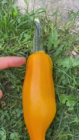 A post by @alex777terieur on TikTok caption: #jardinage #astuce #potager #permaculture 