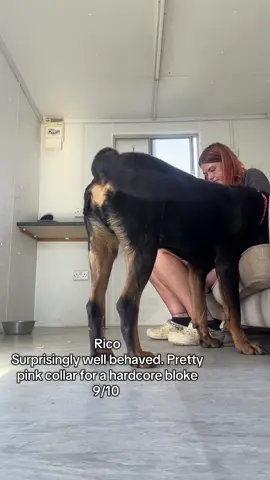 A post by @ on TikTok caption: Meet some of our dogs 🩷 #fyp #collar #dogsoftiktokviral #rehomed #rescuedog 