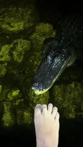 A post by @fishingarrett on TikTok caption: Hear me out! #wildlife#education#fyp#foryou#snake#native#conservation#professional#yoink#thankyou#foryoupage 